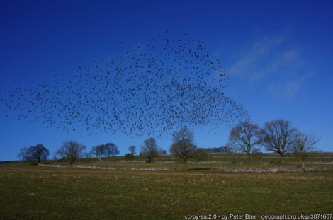 Starling murmuration in the Peak District